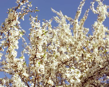 Mavi arka planda beyaz çiçekli bir demet elma ağacı. Bahar doğasının ayrıntıları.