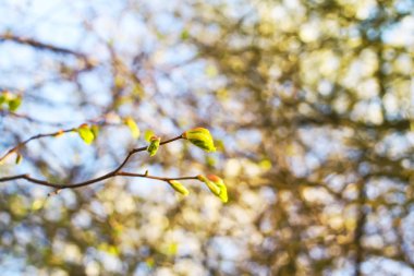 Green branches of the spring tree against the blue sky background