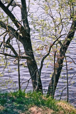 Letonya, Doğu Avrupa 'da güzel bahar manzarası