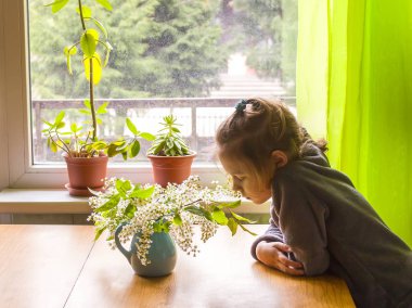 Bir buket kuş kiraz dallarıyla sevimli küçük kız mavi seramik vazolarında kokulu beyaz çiçekler ahşap masada..