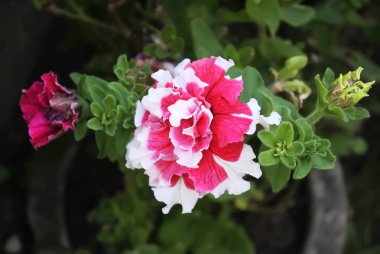 Parlak dekoratif pembe ve beyaz çiçek yakın çekim