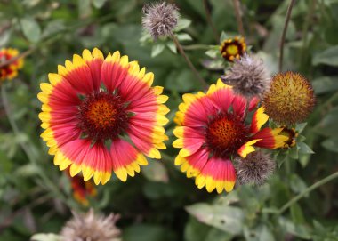 Yaygın bir gaillardanın çiçeği. Gaillardia aristata bitkisi.
