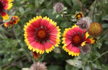 Yaygın bir gaillardanın çiçeği. Gaillardia aristata bitkisi.