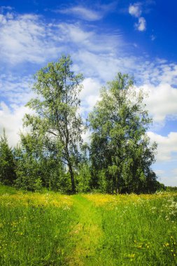 Kırsalda huş ağaçları ve sarı karahindiba çiçekleri olan yaz manzarası.