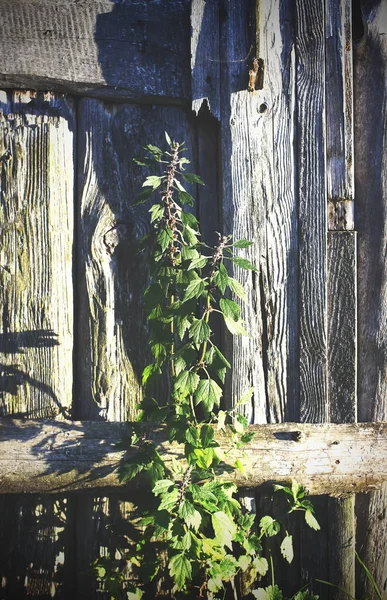 Motherwort Nebo Leonurus Léčivá Rostlina Rostoucí Blízkosti Staré Dřevěné Zdi — Stock fotografie