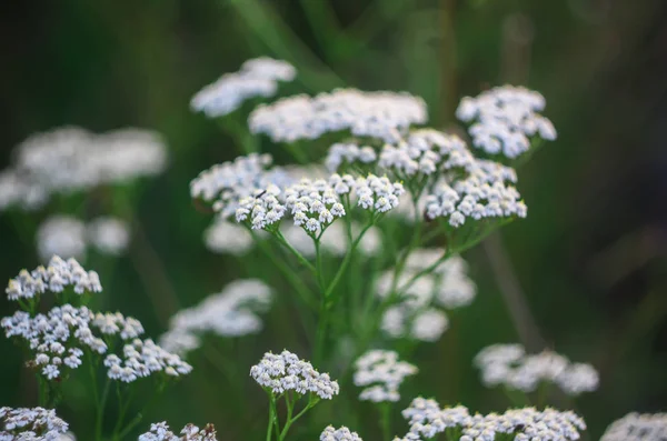 Pianta Medicinale Fiorita Achillea Millefolilium Achillea Con Fiori Bianchi — Foto Stock