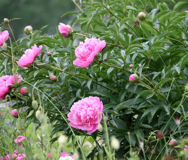 Blooming Beautiful Peony Flower Summer Garden Close — Stock Photo, Image