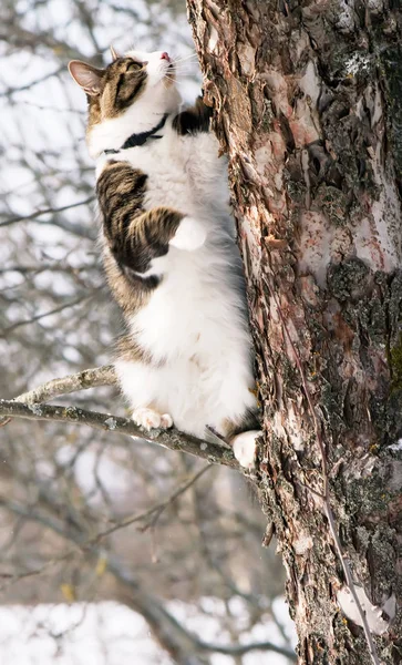 Gato Árvore Maçã Parque Inverno — Fotografia de Stock