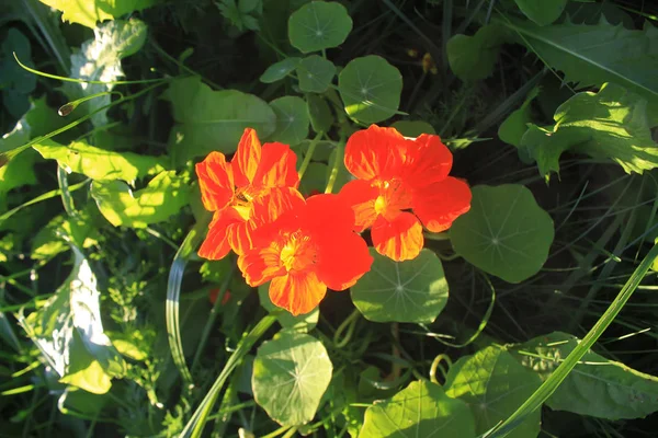 Virágzó Fényes Nasturtium Virágok Napfényben Nyári Kertben — Stock Fotó