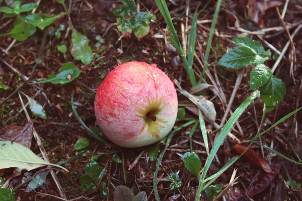 Czerwone Świeże Jabłka Drzewie Ogrodzie Latem — Zdjęcie stockowe
