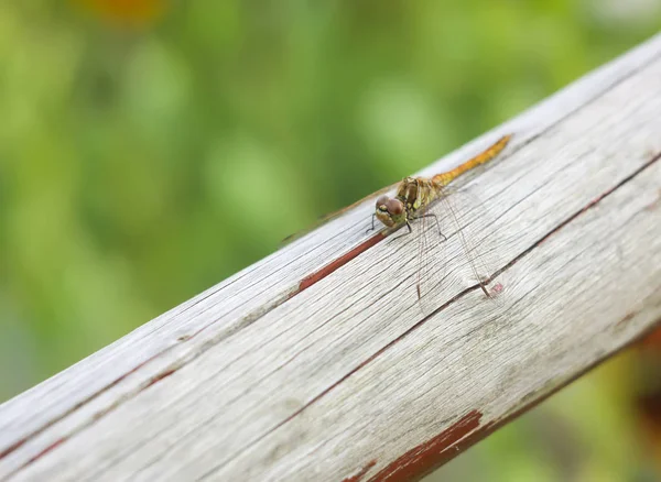 Pequeña Libélula Palo Madera Parque Verano —  Fotos de Stock