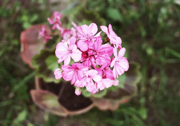 Heranium Bloomung Roze Bloemen Close Buiten — Stockfoto