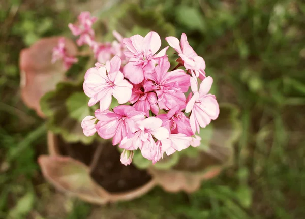 花草粉红色的花 — 图库照片