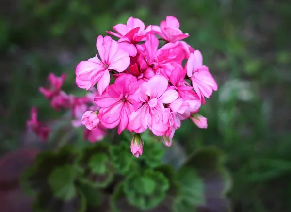 Heranium Bloomung Růžové Květy Zblízka Venku — Stock fotografie