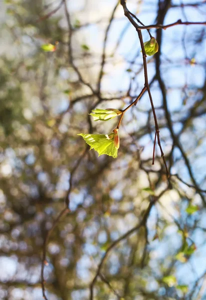 Zelené Větve Jarního Stromu Pozadí Modré Oblohy — Stock fotografie