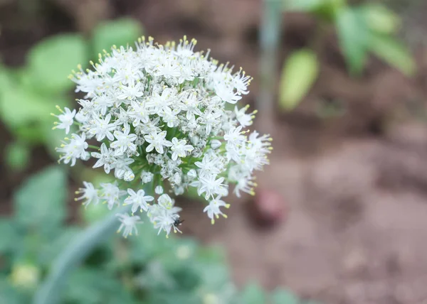 Primer Plano Flores Blancas Jardín — Foto de Stock