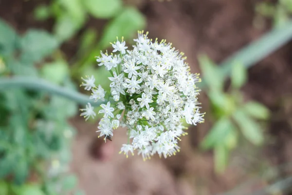 花园里美丽的白花 — 图库照片