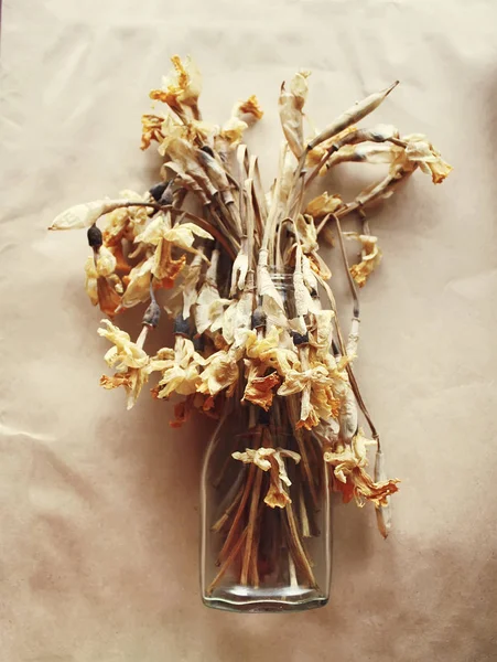 Сушеные цветы нарциссов — стоковое фото