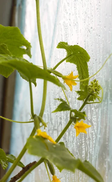 Yellow Flower Cucumber Greenhouse Close — Stock Photo, Image