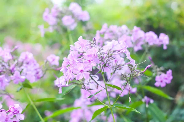 Schöne lila Phlox-Blüten in einem Sommerpark. — Stockfoto