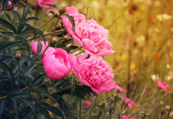 Flor Peônia Bonita Florescendo Jardim Verão Perto — Fotografia de Stock
