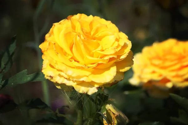 Rózsa Virágok Nőnek Nyári Kertben — Stock Fotó