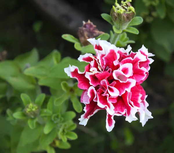 Heldere Decoratieve Roze Witte Bloem Close — Stockfoto