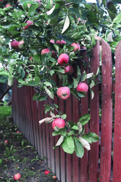Röda äpplen på ett träd — Stockfoto