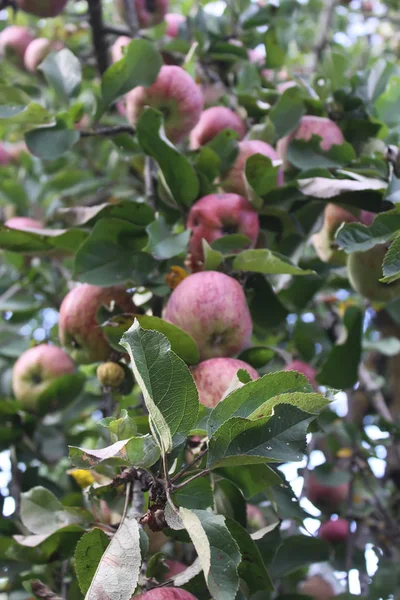 Manzanas Rojas Maduras Rama Del Manzano Jardín —  Fotos de Stock