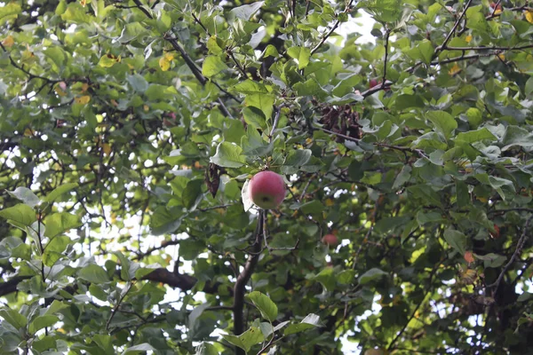 Maçãs Vermelhas Maduras Ramo Macieira Jardim — Fotografia de Stock