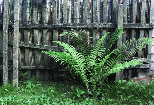 Grande Felce Verde Decorativa Che Cresce Nel Cortile Rurale — Foto Stock