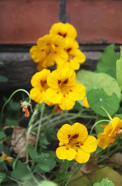 Szabadban Termesztett Nasturtium Növények Fényes Virágai — Stock Fotó