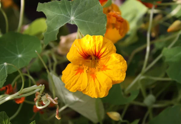 Színes nasturtium virágok — Stock Fotó