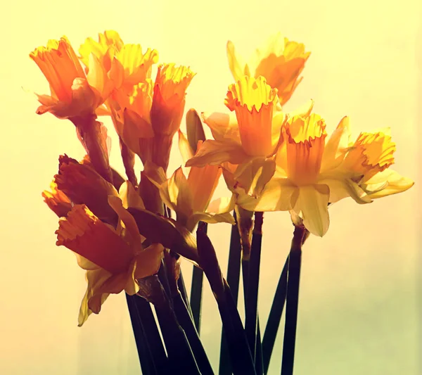 Ljust Liten Bukett Våren Färska Blommor — Stockfoto