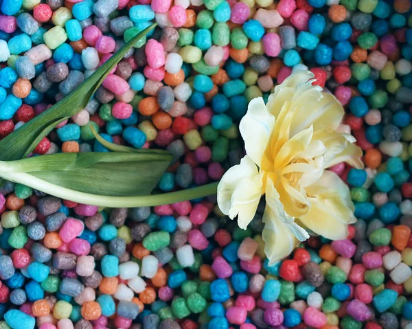 Красивый Цветок Тюльпана Фоне Цветных Кукурузных Чипсов — стоковое фото
