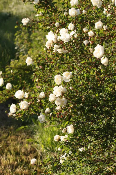 Blommor av briar vit ros — Stockfoto