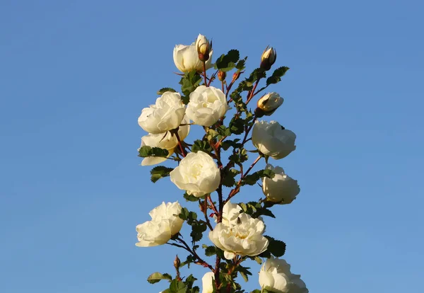 Blommor av briar vit ros — Stockfoto