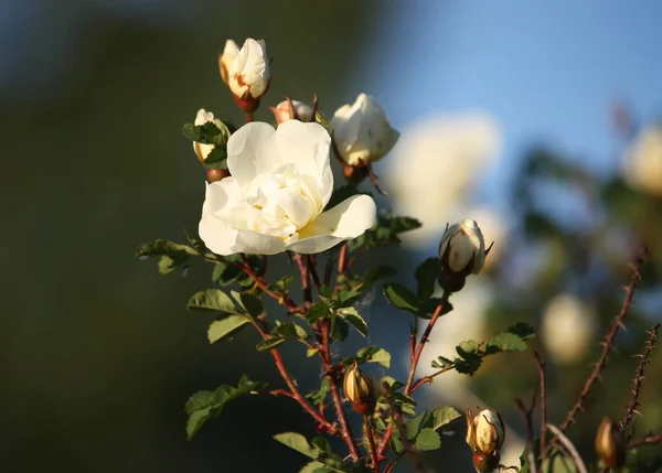 Fehér Rózsabimbó Virágok Egy Nyári Parkban Rózsa Alba — Stock Fotó