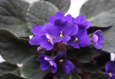 Çiçek saksısında menekşe ya da viyola çiçeği var.