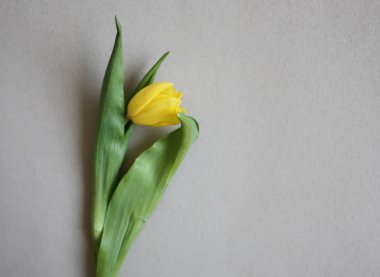 Kağıt arkaplanda güzel lale çiçekleri.