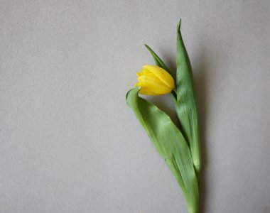 Kağıt arkaplanda güzel lale çiçekleri.