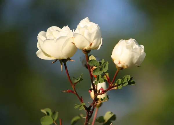 Fleurs Blanches Bruyère Rose Dans Parc Été Rose Alba — Photo