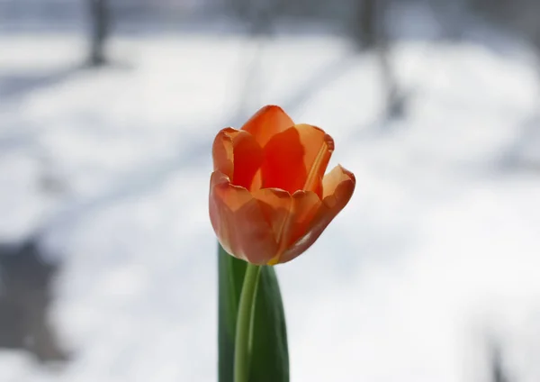 Tulipa flor no fundo da janela . — Fotografia de Stock