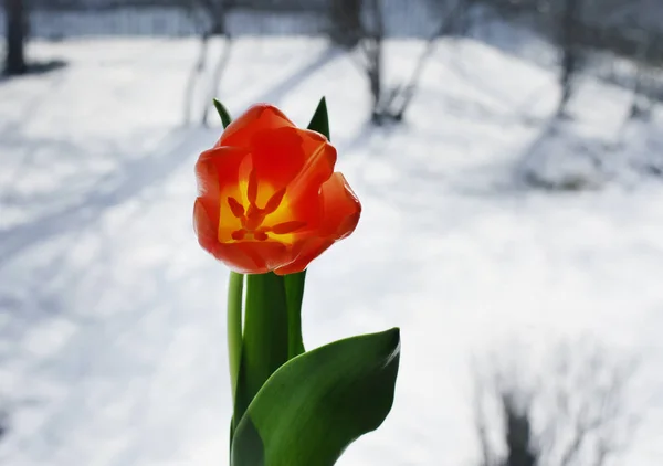 Linda Flor Tulipa Fundo Janela Inverno — Fotografia de Stock