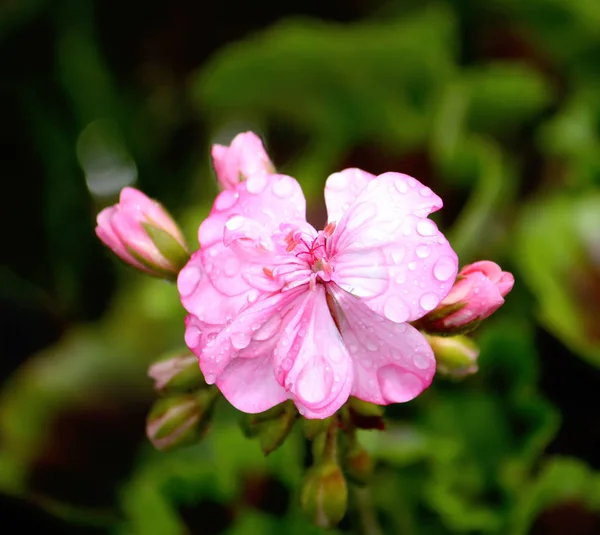 Heranium Bloomung Růžové Květy Zblízka Venku — Stock fotografie