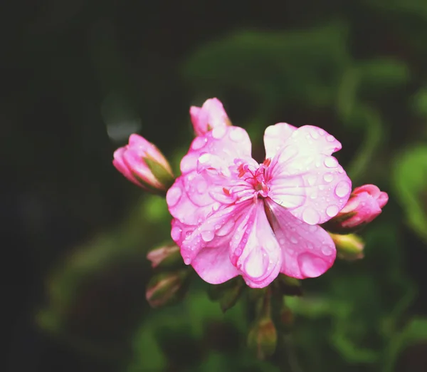 Heranium roze bloemen — Stockfoto