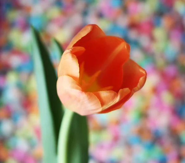 Γυναικείο Φόντο Ημέρας Όμορφα Λουλούδια Τουλίπας — Φωτογραφία Αρχείου