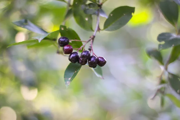 Cerezas Rojas Árbol Con Fondo Borroso —  Fotos de Stock