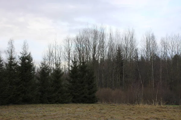 Wald Mit Herbstbäumen — Stockfoto