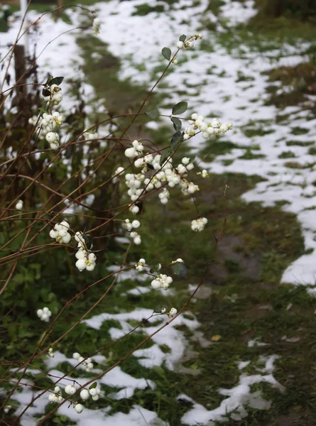 Jagody Pospolitej Rośliny Jeżyny Symphoricarpos Albus Laevigatus — Zdjęcie stockowe